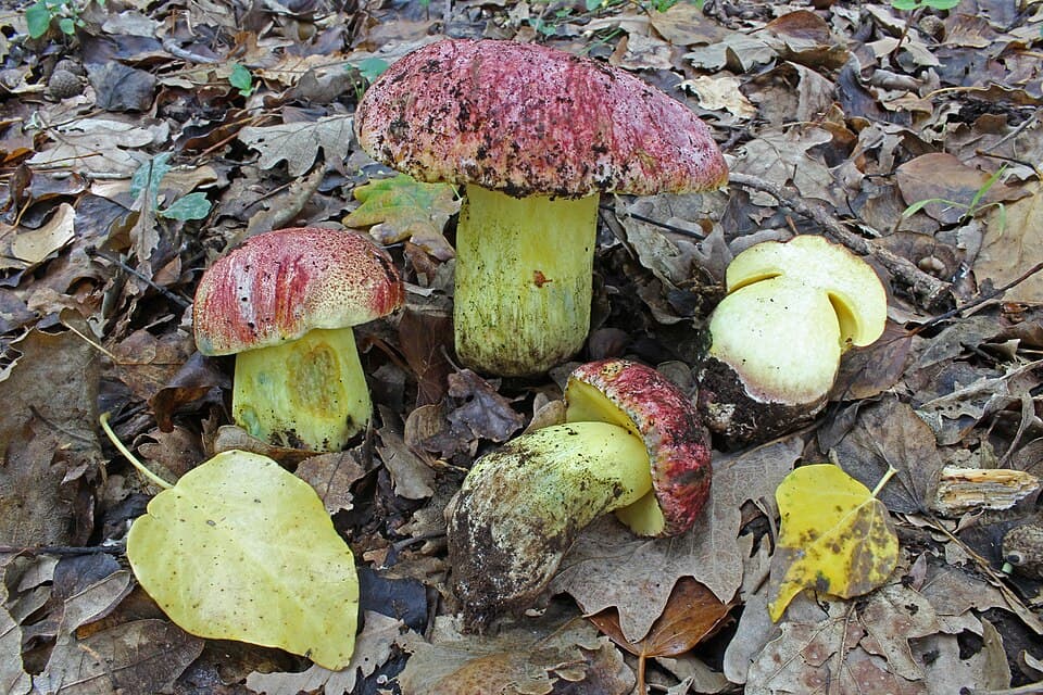 Hřib královský (Butyriboletus regius)